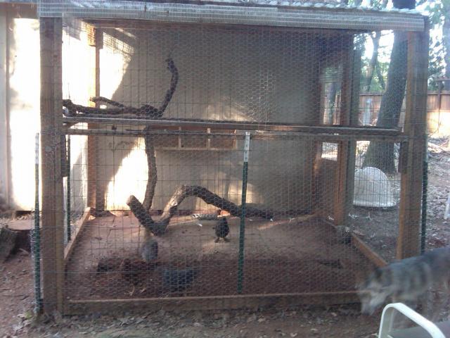 39406_my_coop.jpg