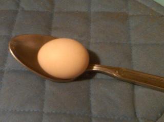 39406_our_first_egg_10302009.jpg
