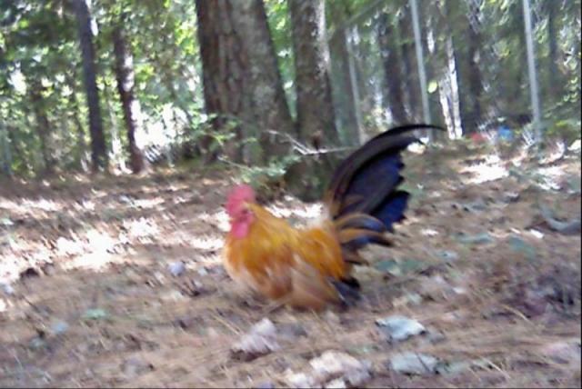 39436_chabo_after_molt.jpg