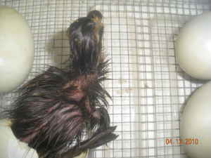39440_duckling.jpg
