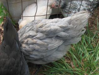 3945_anotherfeather.jpg