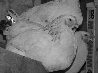 3945_b_w_chickens.jpg