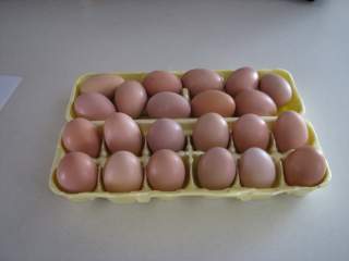 3945_chickens_033.jpg