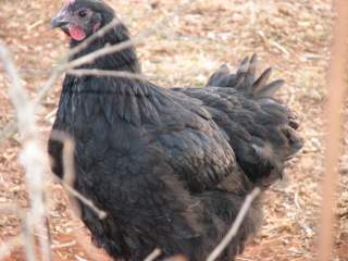 3945_chickens_089.jpg