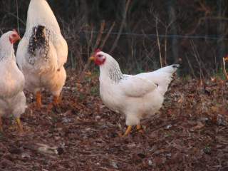 3945_chickens_166.jpg