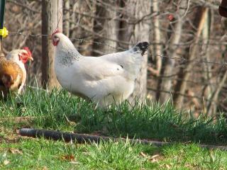 3945_chickens_4418.jpg