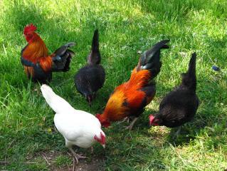 3945_chikens_219.jpg