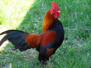 3945_chikens_241.jpg