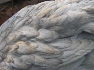 3945_more_feathers.jpg
