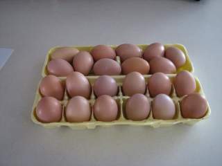 3945_new_eggs.jpg