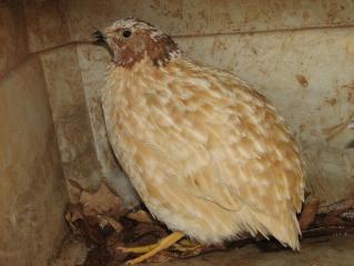 3945_quail1.jpg