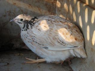3945_quail2.jpg