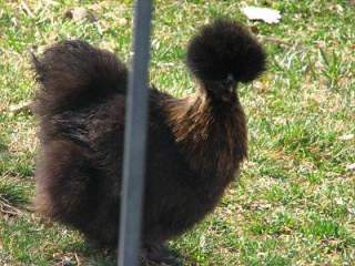 3945_silkie1.jpg