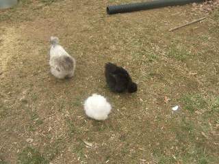 3945_silkies.jpg