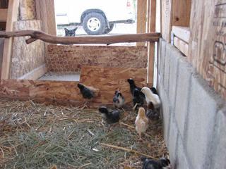 39477_catandchickens.jpg