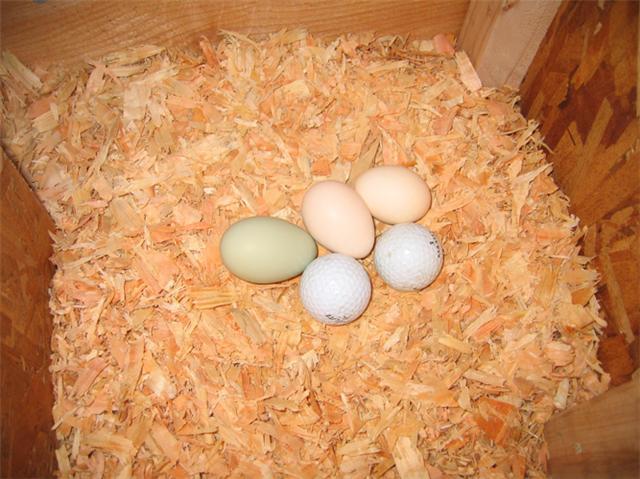 39492_ladybirds_1st_egg.jpeg