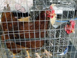 39605_dscf0243.jpg
