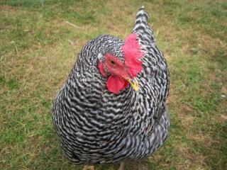 39612_chickens_0008.jpg