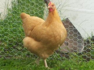39612_chickens_0009.jpg