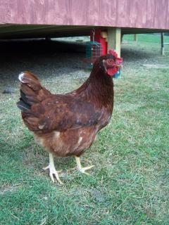 39612_chickens_0011.jpg