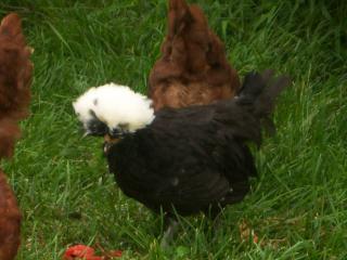 39612_chickens_0012.jpg
