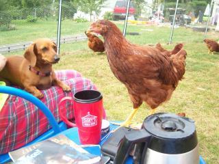 39612_chickens_0023.jpg