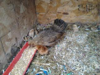 39612_chickens_2010_0005.jpg