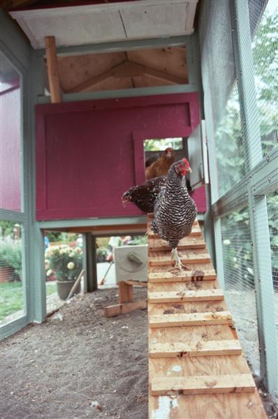 39619_chickens_strutting_down_ramp_medium.jpg