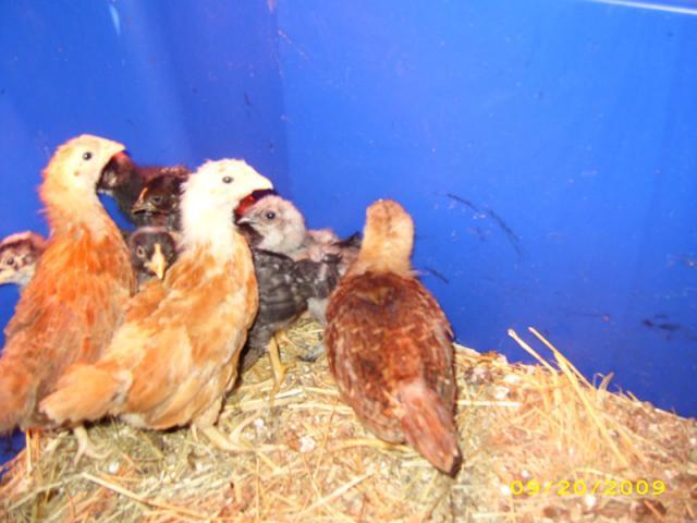 39739_09202009brooderbunch01.jpg