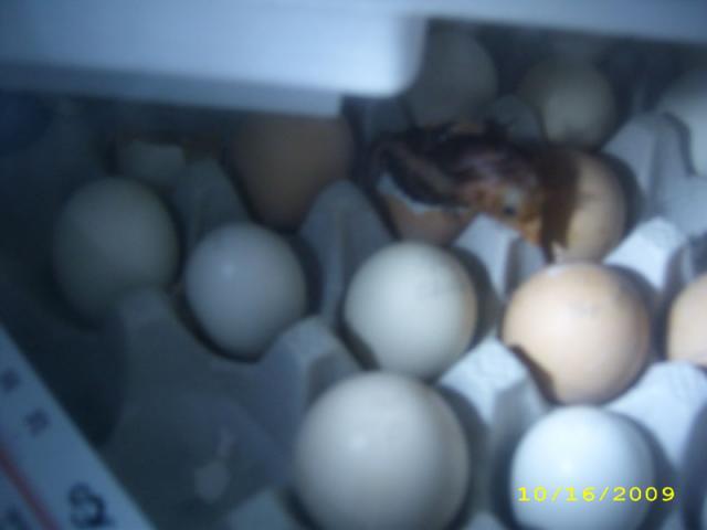 39739_10162009_greateggescape.jpg