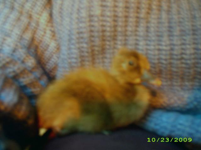39739_10232009_duckling01.jpg