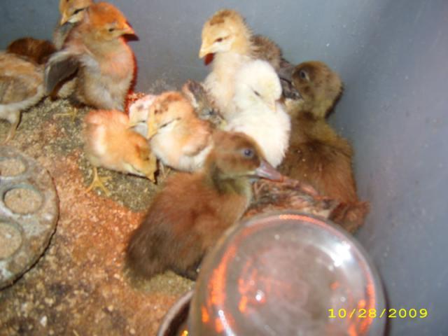 39739_10282009_brooderbunch2.jpg