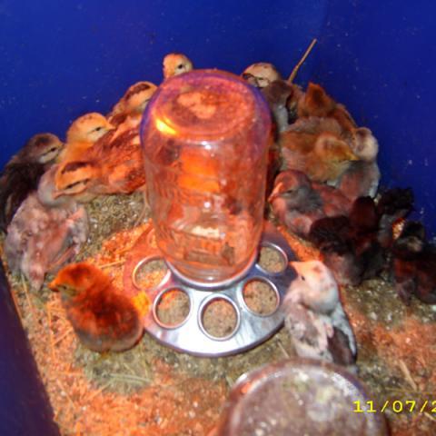 39739_11072009_brooderbunch.jpg