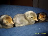 39739_11072009_chickinnarow.jpg