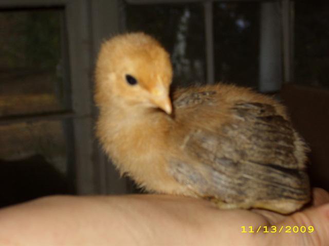 39739_11132009_murphy.jpg