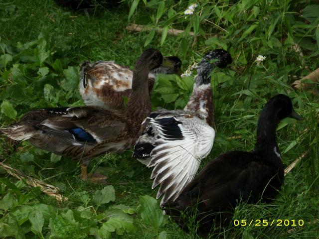 39739_dsci0173.jpg