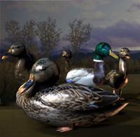 39739_roderickmallard.jpg