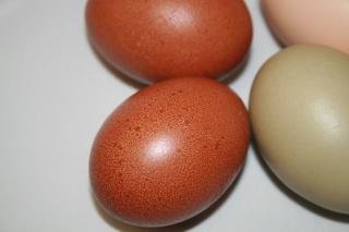 39767_eggs_027.jpg