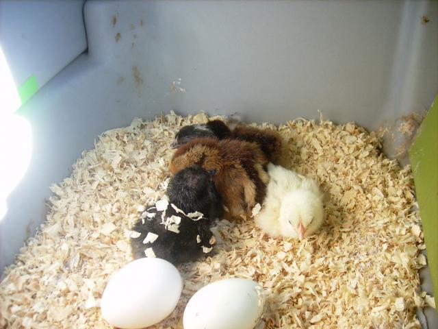 39778_hall_baby_chicks.jpg