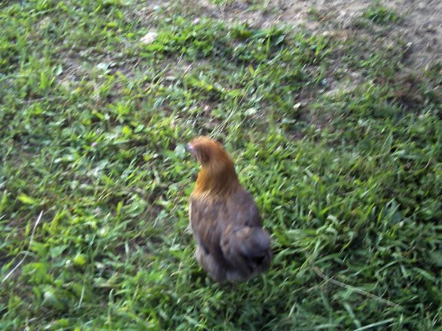 39796_pict0246.jpg
