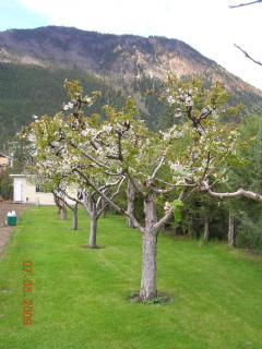 39800_backyard3.jpg
