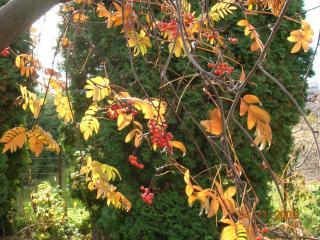 39800_fall13.jpg