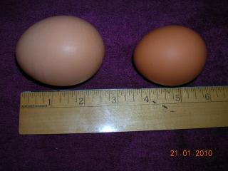 39800_huge_egg.jpg