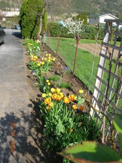 39800_tulips12.jpg