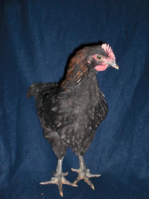 39823_cimg7350.jpg