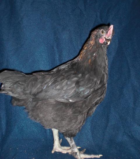39823_cimg7352.jpg