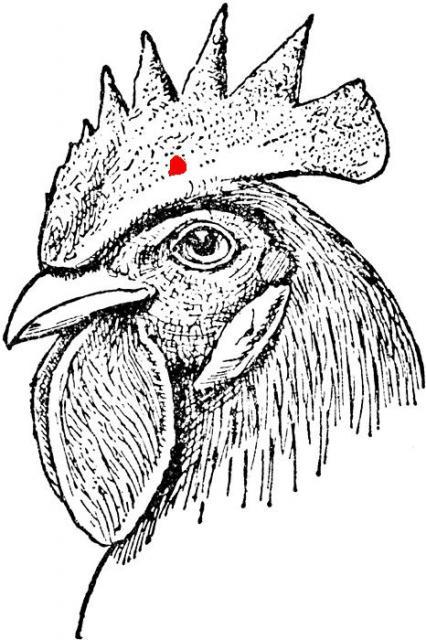 39823_comb.jpg