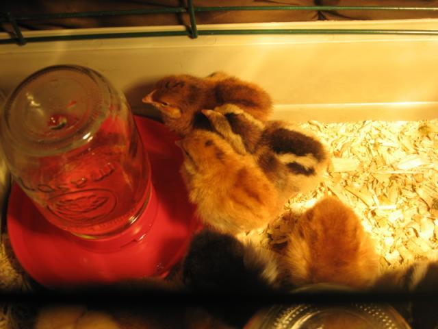 39854_3chicks2days.jpg