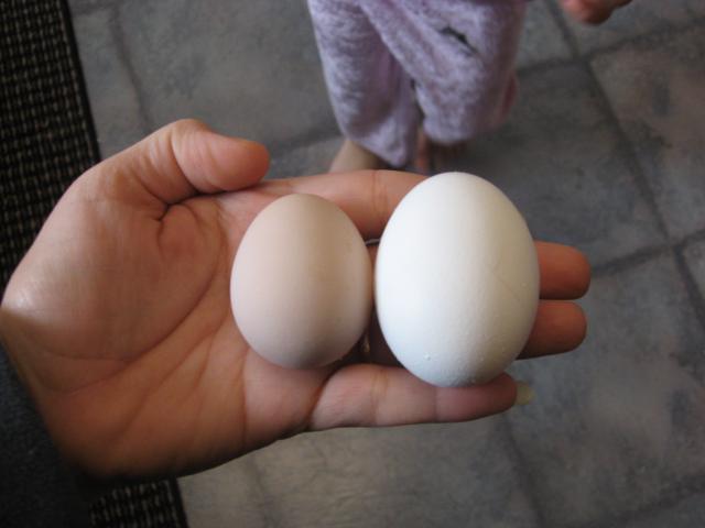 39854_firstegg_004.jpg