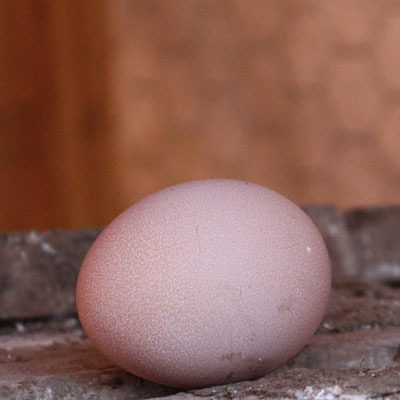 39855_first_egg.jpg